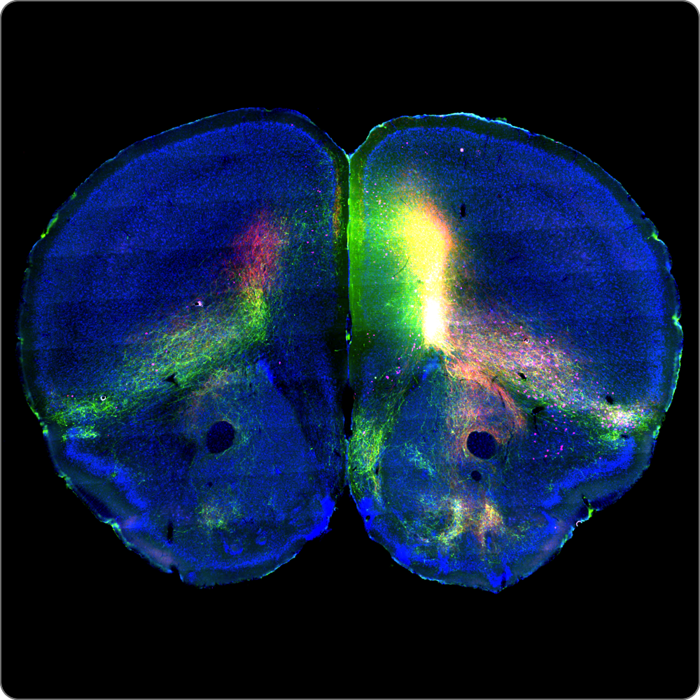 Connectome Data Image