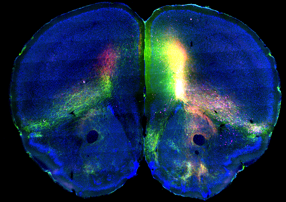 Connectome Data Image